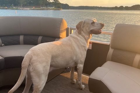 A dog aboard the club boat at sunset — see more photos