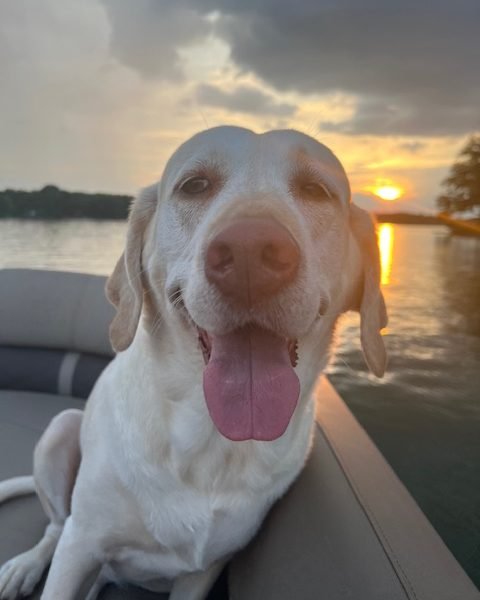 Stella watching the lake — see more photos